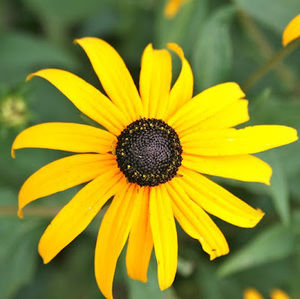 Meet your Posher, Leanne